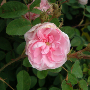 Pоза Тип Касъл - розов - Стари рози-Центифолия рози